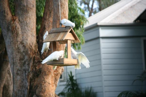 Huskisson Holiday Motel Cabins Jervis Bay Exterior foto